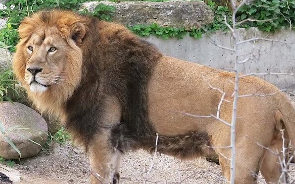 Wilhelma-Zoo-Stuttgart